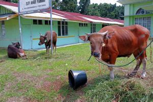 Media Center Kebutuhan Hewan Kurban Idul Adha Di Riau Capai 42 Ribu Ekor