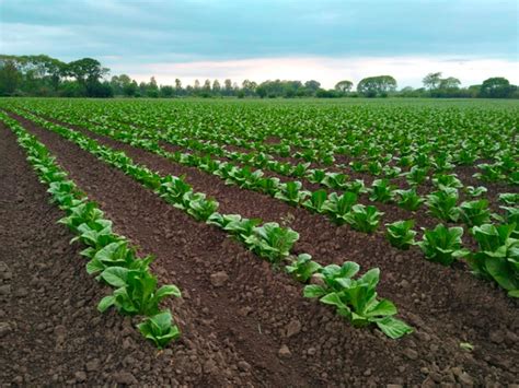 Buenas Prácticas Agrícolas en el cultivo de Tabaco Mundo Agro Cba