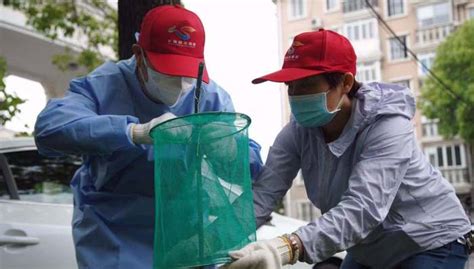 上海夏秋季爱国卫生运动启动，预计6月或7月蚊虫密度达全年高峰 界面新闻