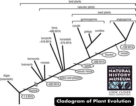 Kingdom Plantae - Kingdoms