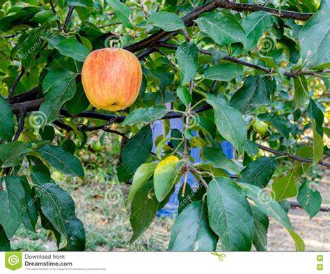 Manzanas Rojas En Rama Del Manzano Foto De Archivo Imagen De