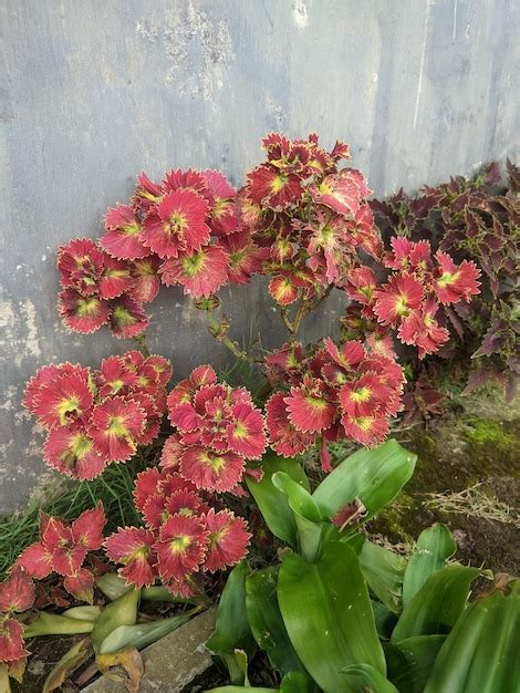 Una Planta Con Flores Rojas Y Hojas Verdes Foto Premium