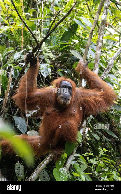 Gunung Leuser Indonesia National Park Endangered Wildlife Hi Res Stock