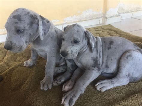 Dog Alemão Filhote Femeá Arlequim Linda De Mais 13 Kg 58 Dia Mercado