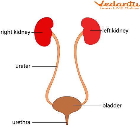 Urinary System Learn Definition Properties And Facts