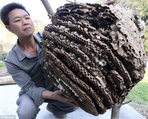 Giant Chinese Hornet Nest