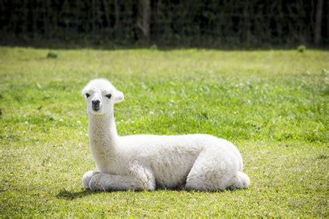 White Alpaca Baby on the Grass Stock Image - Image of outdoor, little: 268142297