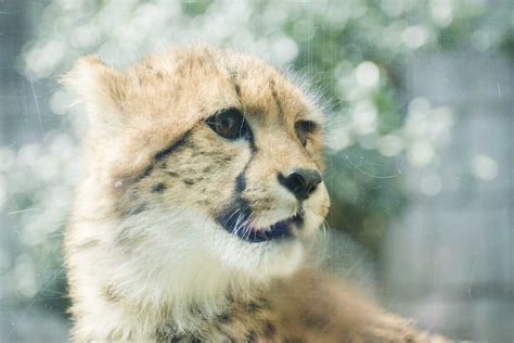 【フォトジェニックなカメラ女子旅】ベビーラッシュの動物園でふわもこの赤ちゃんアニマルに癒されよう｜るるぶandmore