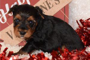 Dorkie Puppies for Sale from Reputable Dog Breeders