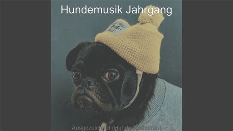 Geschmackvolle Schlafende Hunde Atmosphäre YouTube