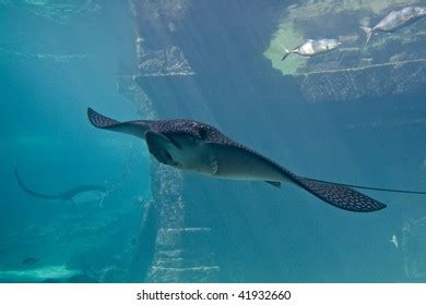 Large Stingray Aquarium Stock Photo 41932660 | Shutterstock