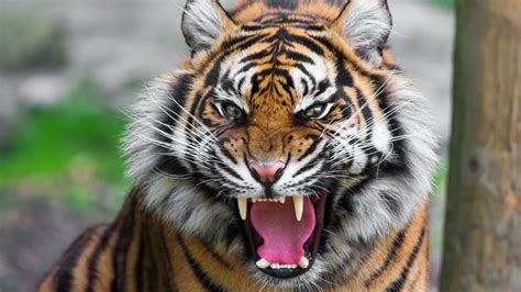 Angry Tiger HD Wallpaper 1920x1080