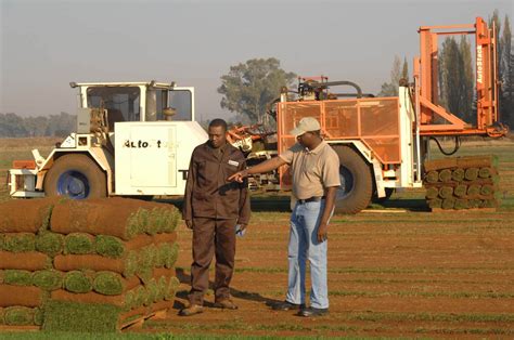 Understanding Kikuyu Grass Evergreen Turf