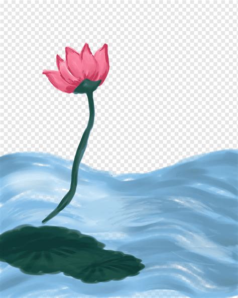 Nelumbo Nucifera P Talo Dise O Gr Fico Loto Pintado A Mano Pintura