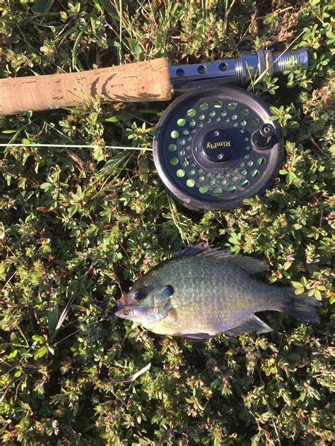 Can I get some love for my son’s first catch on a fly? : r/flyfishing