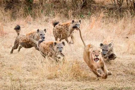 Lions Adaptation Physical Behavioral Adaptations To Their