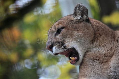 Cougar roar stock image. Image of travel, lion, nature - 47832887