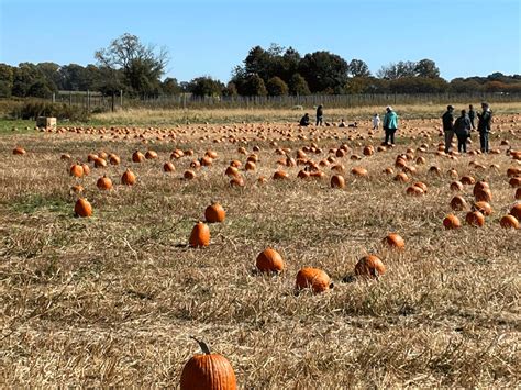 Pumpkin Patches Near Ridgewood | Ridgewood, NJ Patch