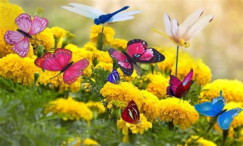 Up To 75% Off 24, 48 or 72 Pieces of Colourful Garden Butterflies and ...