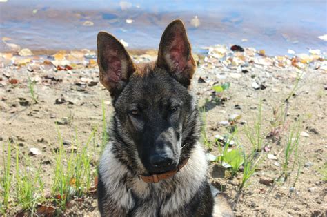 Dog,german shepherd,beach,pet,free pictures - free image from needpix.com