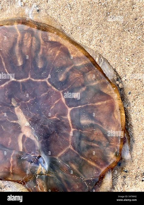 Lions Mane Jellyfish Washed Up On A Beach Stock Photo Alamy