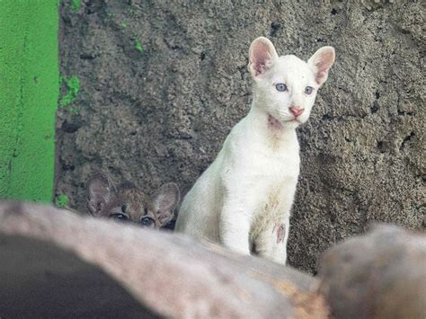 Photos: Nicaragua zoo's 4-month-old rare albino puma | News-photos ...