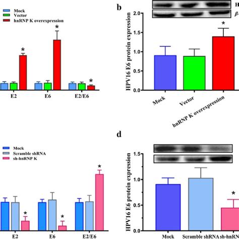 Effects Of Up Down Regulating HnRNP K On Cell Proliferation Cycle