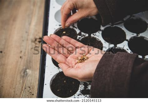 Woman Planting Acer Palmatum Maple Seeds Stock Photo 2120145113