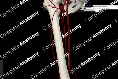 Deep Femoral Artery | Complete Anatomy