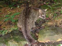 Wild Cats: The Iriomote Cat – kimcampion.com