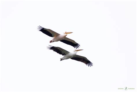 Mihai Cristian Pelican Comun Pelecanus Onocrotalus