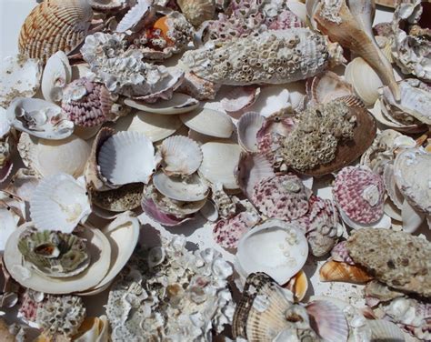 Natural Barnacle Clusters Gulf Coast Shells Ocean Life Coastal Beach