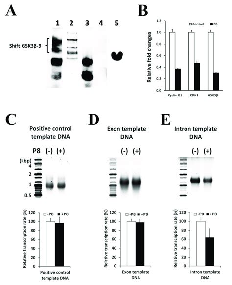 P8 Down Regulates Gsk3β By Direct Binding To The Gsk3β Gene A