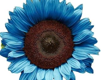 25 Blue Sunflower Seeds Plants Garden Plants Bonsai Rare - Etsy