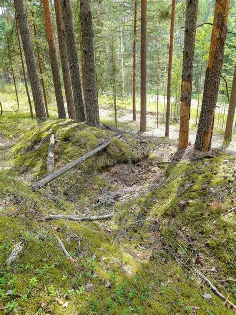 Pine Forest On A Sunny Day Stock Photo Image Of Spring