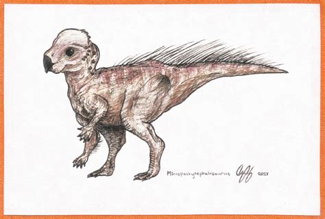 Micropachycephalosaurus