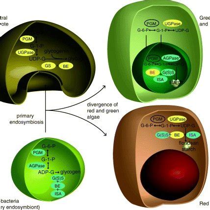 Schematic diagram showing the acquisition of a cyanobacterium by an ...