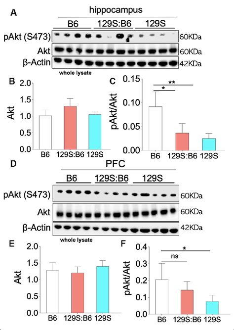 Akt Phosphorylation Ser473 In The 129sb6 And 129s Hippocampus And Download Scientific