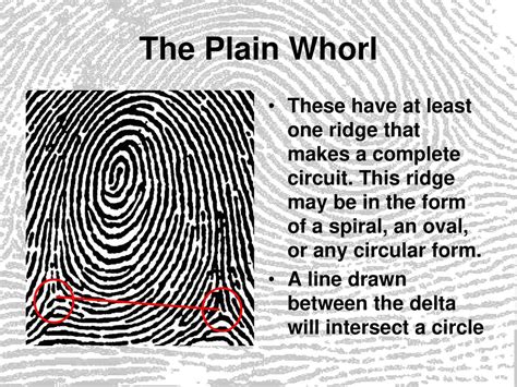 Plain Whorl Fingerprint