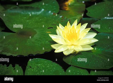 Yellow water lily flower Stock Photo - Alamy