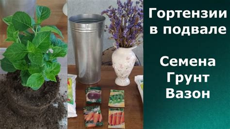 Покупки. ГОРТЕНЗИИ КРУПНОЛИСТНЫЕ. как сохранилась при разных ...