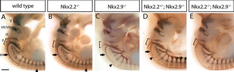 Immunostaining Of Cranial Motor Nerves In Whole Mount Mouse Embryos