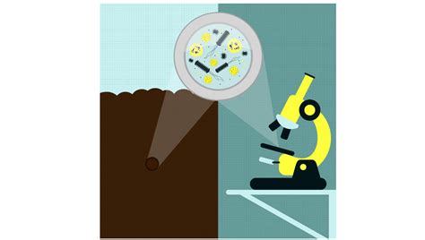 Soils 101: Soil Microbes | Plants for Human Health Institute – STEM