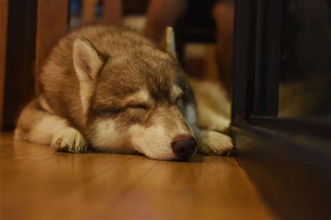 How long do huskies sleep? Do huskies sleep a lot? - Embora Pets