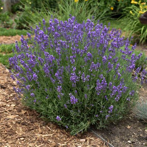 Hidcote Lavender Live Plants Plugs Lavandula Angustifolia Etsy