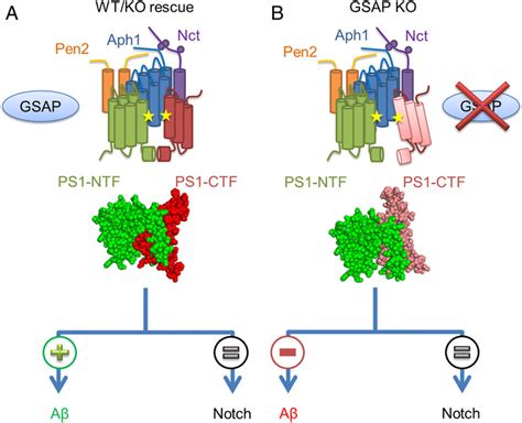 Proposed model of GSAP modulation of γ secretase activity A and B