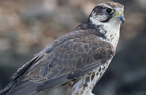 10 Beautiful Species Of Falcons Found In India