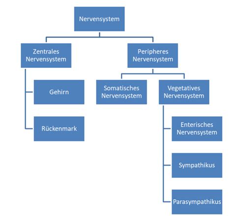 Das Nervensystem