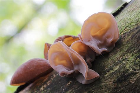 Oreja de Judas Auricularia judae antibiótico natural Blog de Setas