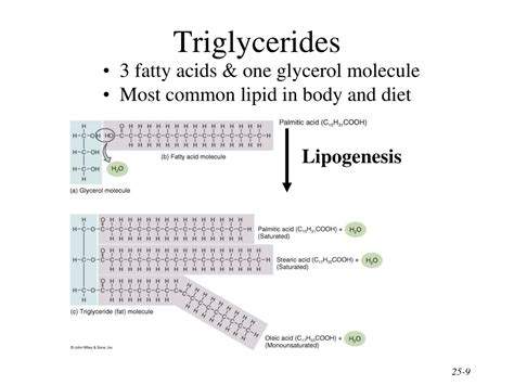 Ppt Metabolism Powerpoint Presentation Free Download Id9542706